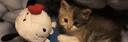 Discovery splash banner for ₍ˆ. .ˆ₎ catcore ; active chats & vcs, guild tags ! Discord server