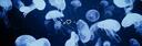 Discovery splash banner for ଳ 𓈒𓏲 ׁ 𝑱ᥱᥣlყ𝑓ιsh𓈒 ݁ ᣟ Discord server
