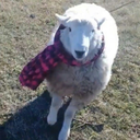 Discovery icon for 🐑 JUEGAN TODOS CON OVEJA 🐑 Discord server